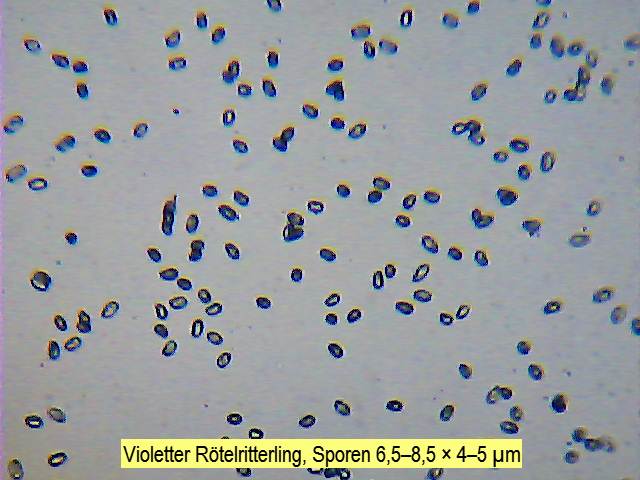 Sporen Violetter Rötelritterling